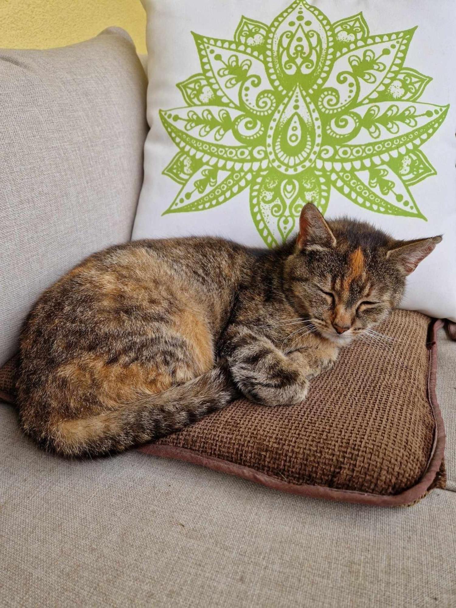 Cat'S House- Dum U Trech Kocek Villa Zdice Kültér fotó